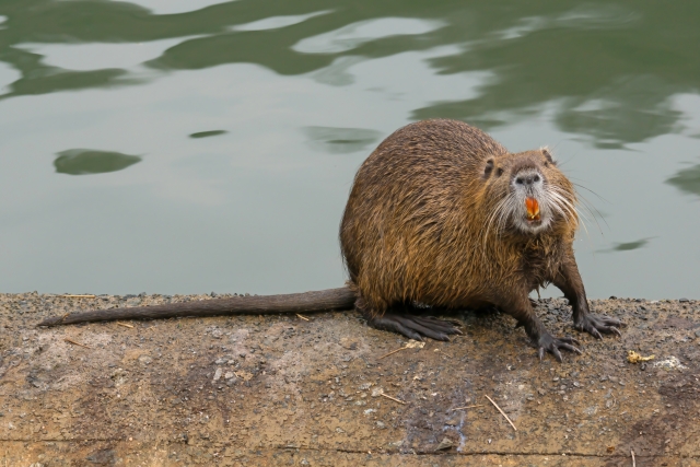 nutria